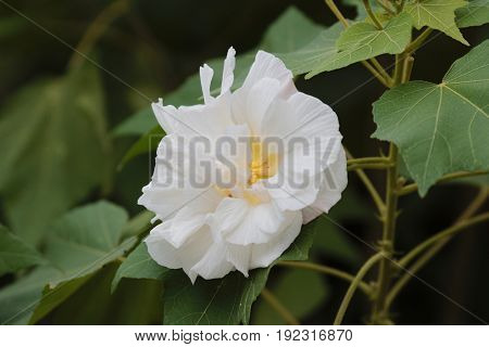 Hibiscus Mutabilis Open At Day Time
