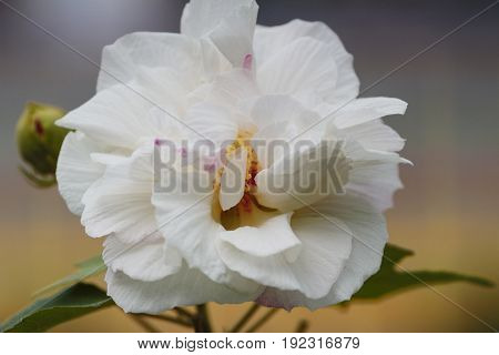Hibiscus Mutabilis Open At Day Time