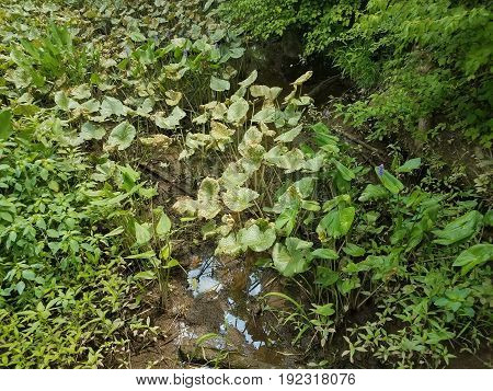 many green plants in a swamp or wetland with purple flowers