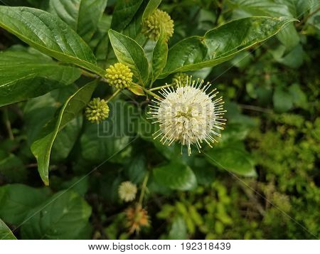 many green plants in a swamp or wetland with white flowers