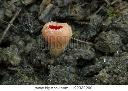 Sarcoscypha austriaca non-eagle, spring mushroom, photographed in the Czech Republic, Europe