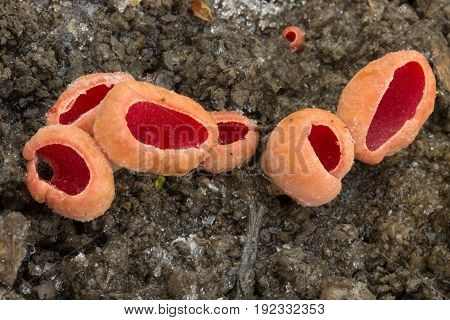 Sarcoscypha austriaca non-eagle, spring mushroom, photographed in the Czech Republic, Europe