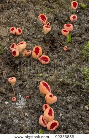 Sarcoscypha austriaca non-eagle, spring mushroom, shot in the Czech Republic, Europe
