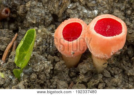 Sarcoscypha austriaca rare spring mushrooms in the woods.Photo in the Czech Republic, Europe