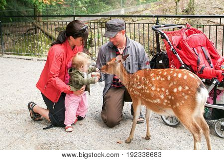 People Who Feed And Pat The Fawns At The Zoo