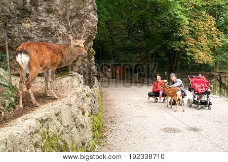 People Who Feed And Pat The Fawns At The Zoo