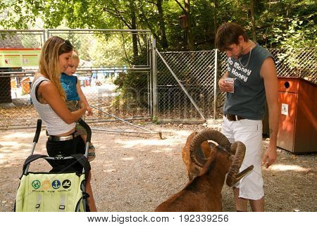 People Who Feed And Pat The Fawns At The Zoo