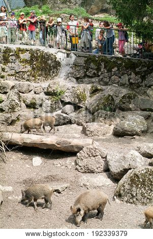 People Looking At Wild Boar Herd In The Zoo