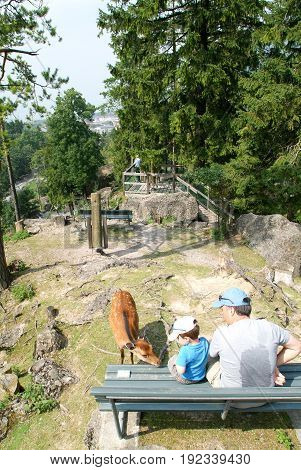 People Who Feed And Pat The Fawns At The Zoo