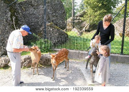 People Who Feed And Pat The Fawns At The Zoo