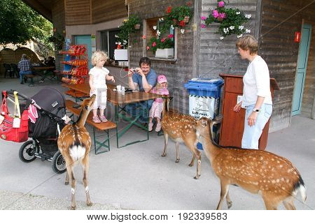 People Who Feed And Pat The Fawns At The Zoo