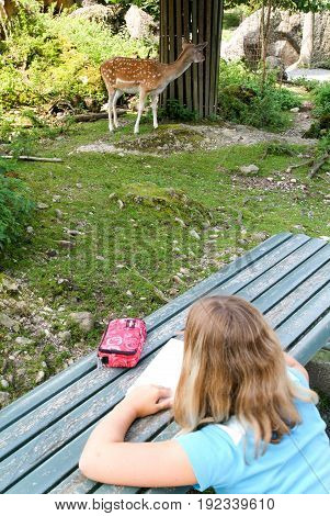 Woman Looking At The Fawn In The Zoo
