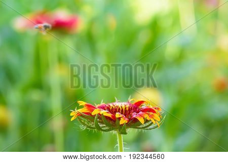 Gaillardia Flowers With Multiple Colors And Bright Colors