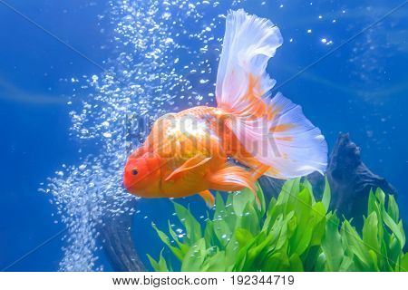 Goldfish In The Cabinet