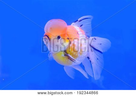 Goldfish In The Cabinet