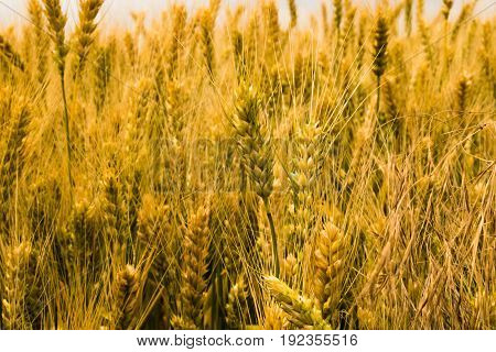 Mature yellow ears of wheat on the farm field