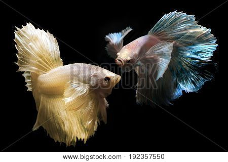 Betta Or Saimese Fighting Fish.