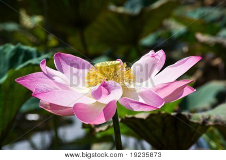 Lotus Flower