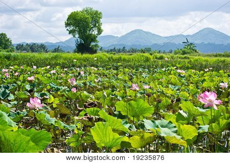 Lotus