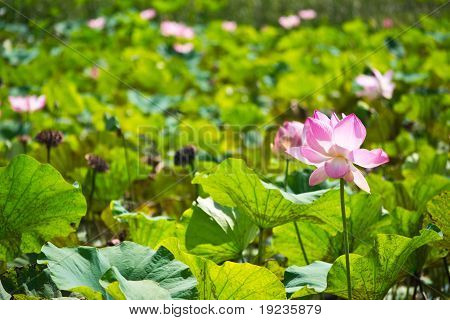 Lotus