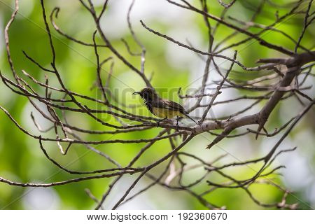 Bird (olive-backed Sunbird) On A Tree
