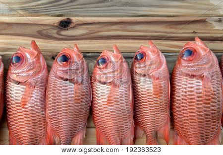 Fresh Pinecone Soldier Fishes For Cooking