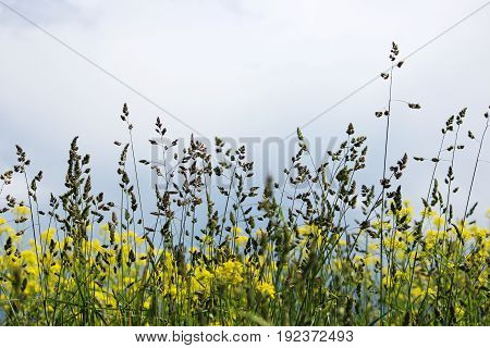 Grass against the background of the pre-threat sky