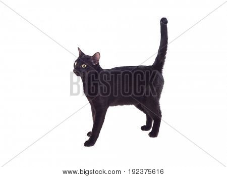 Black cat with yellow eyes isolated on a whit background