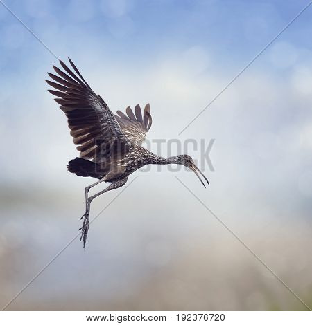 Limpkin Bird in Flight against the sky