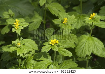 Geum aleppicum flowering plants as a background