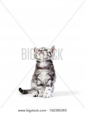 British short hair silver tabby kitten isolated on white background