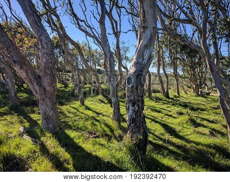 Sunshine through a tree garden in naturescape