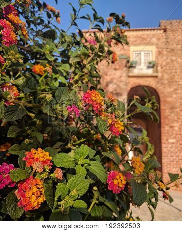 Flower garden flourishes in front of old brick building