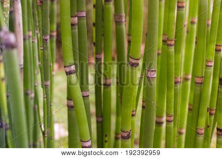 Long equisetum stalk. Green wallpaper with bamboo stem