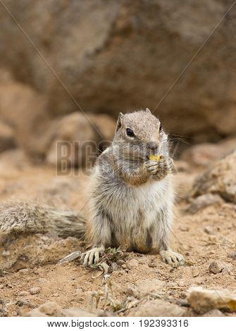 Squirrel ground. Prairie dogs in nature eating and jump. Groundhog