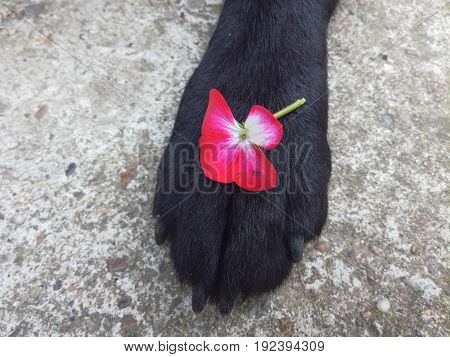 A pink white flower on a dog's paw
