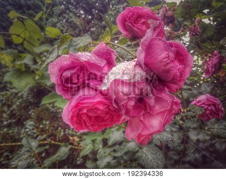 Bunch of pink roses on a rainy day