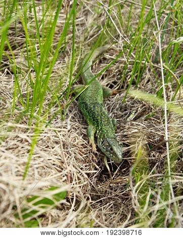 green wild lizard in the green grass. Lacertian in the wild