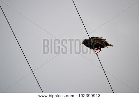 fter rainy weather. The bird decided to dry a little.