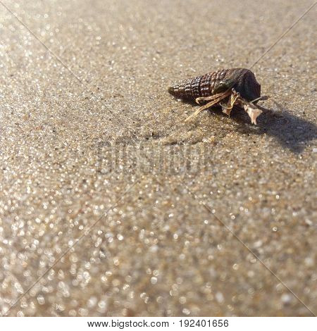 Hermit crab walk on the beach on sunset