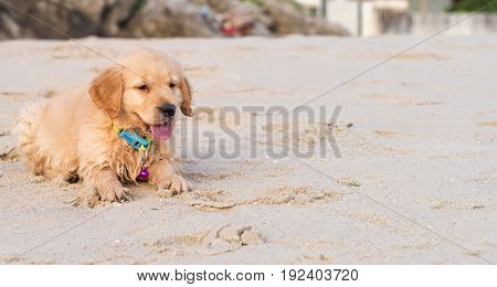 golden retriever puppy play sand on the beach