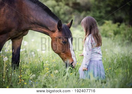 Girl with her friend - horse walking on summer field