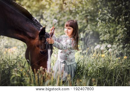 Girl with her friend - horse walking on summer field