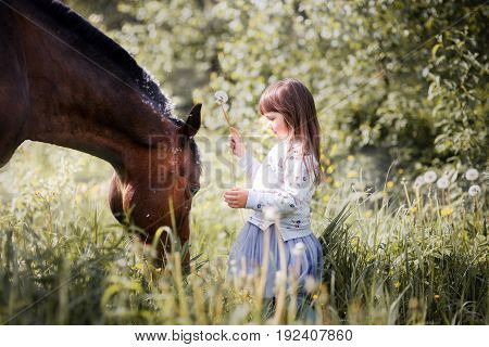 Girl with her friend - horse walking on summer field