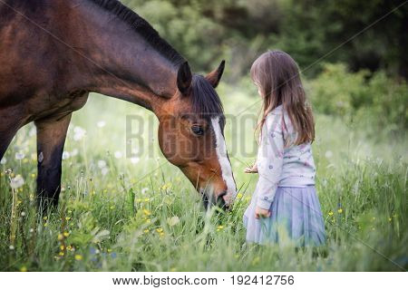Girl with her friend - horse walking on summer field