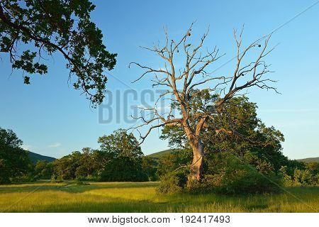 Summer forest, meadows and pastures landscape in Slovakia. Evening scenery in Gavurky. Sunlit country with dry tree