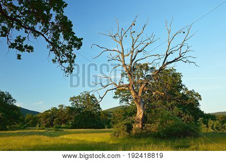 Summer forest, meadows and pastures landscape in Slovakia. Evening scenery in Gavurky. Sunlit country with dry tree