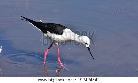 black winged stilt in Albufera nature reserve on isladn Majorca