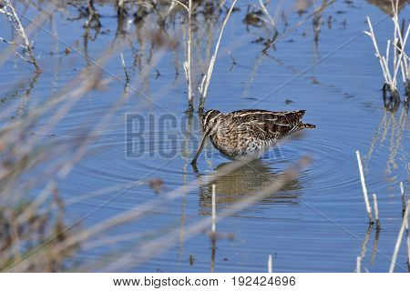 snipe bird in nature reserve Albufera on Mallorca,Spain
