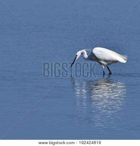 white egret in Albufera nature reseve on island Mallorca
